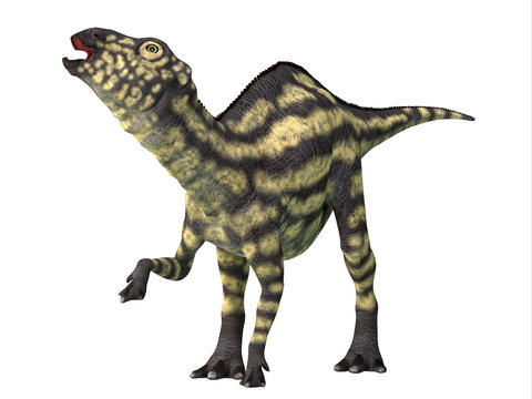 Maiasaura Juvenile Dinosaur - Maiasaura was a herbivorous duck-billed Hadrosaur dinosaur that lived in Montana during the Cretaceous Period.