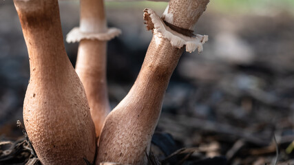 Cluster of Parasol Mushrooms Sprouting Up From the Ground