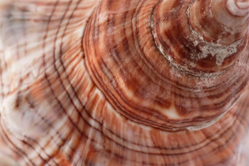 white with brown spots seashell with spiral, macro, close-up, isolate on a white background