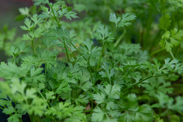 Fototapeta na wymiar fresh parsley in the garden
