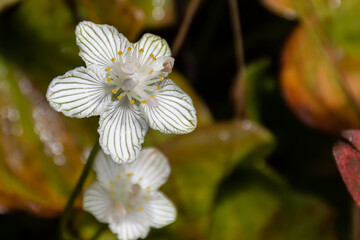 Close Look at the Petals of a Delicate White Bog Star