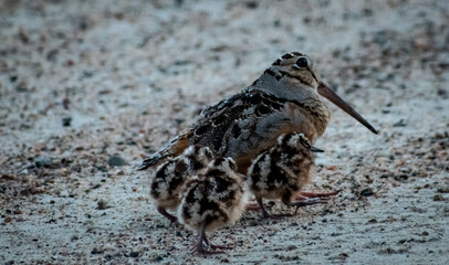 Mother Snipe