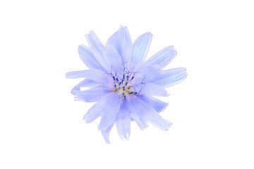 Chicory blue flower plant isolated on white background