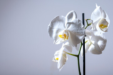 Close up of a tender exotic tropical white phalaenopsis orchid flower shot against light gray...