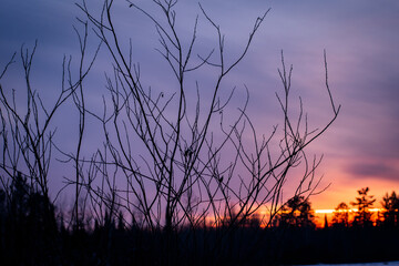 Leafless branches with the sun setting against the clouds