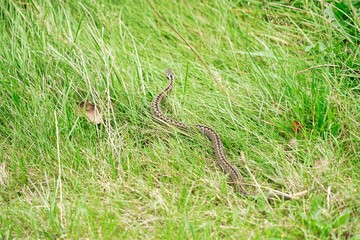 adult cross viper in grass