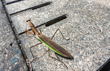 日本で撮影したカマキリの写真