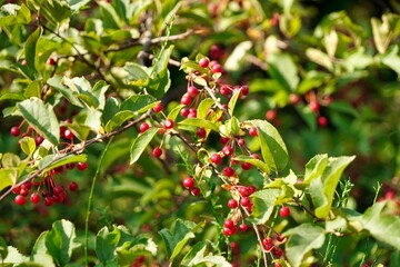 snowball bush with red berries and green leaves