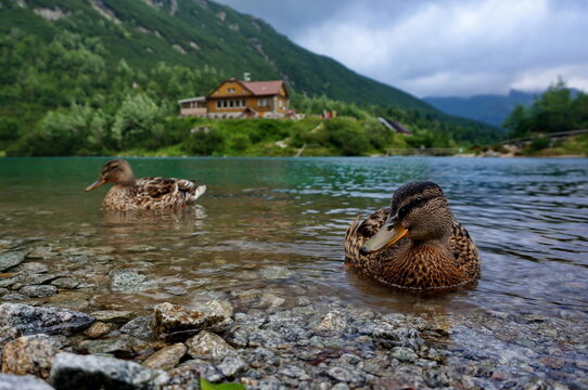 Curious duck posing for the camera in the shallow water of mountain lake Zelen&eacute; pleso, with a view on the mountain hut Chata pri Zelenom plese in High Tatras mountains