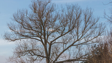tree crown against the sky during winter in poland