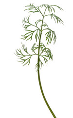 Close up shot of branch of fresh green dill herb leaves isolated on white background