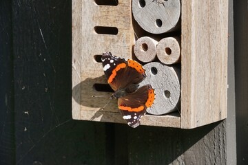 red admiral butterfly sitting on a wooden wall, bug hotel