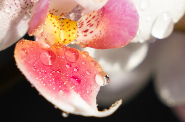 Orchid - Phalaenopsis