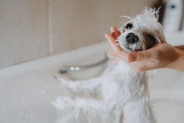 A white dog was bathing,Bathing dogs indoors.