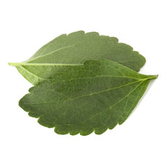 Stevia leaves pieces isolated om white background cut out.