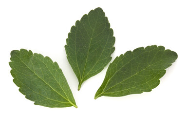 Stevia leaves pieces isolated om white background cut out.