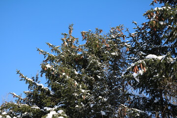 Snow in winter, Germany