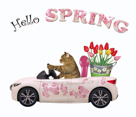A beige cat drives a car painted with pink flowers with a pail of tulips. Hello spring. White background. Isolated.