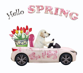 A dog labrador drives a car painted with pink flowers with a pail of tulips. Hello spring. White...