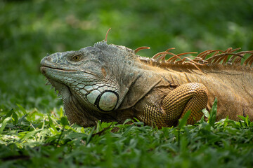 Fototapeta premium Iguana iguana