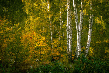 In a birch forest, leaves begin to turn yellow in early autumn