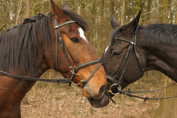 Obraz premium Closeup of the head 2 saddled riding horses outside in the woods greeting each other