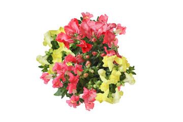 白背景の金魚草の花束