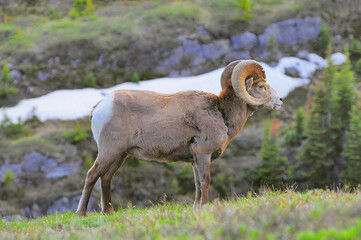 Goat in the mountain meadow. Alberta. Canada.