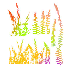 Colorful fern leaves. Vector illustration