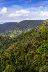 Fototapeta na wymiar Trees in the Mamu Rainforest in Queensland, Australia