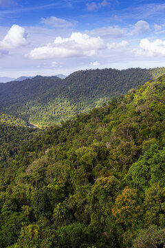 Trees in the Mamu Rainforest in Queensland, Australia