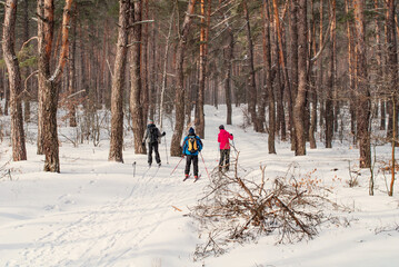 Cross-country skiing in a snowy winter forest.
Sunny winter coniferous forest.
Ski walks in the...