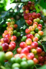 Café madurando