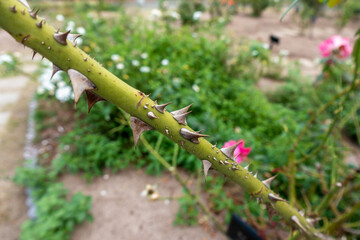 バラの棘の写真