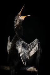 An anhinga at sunrise 