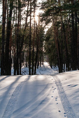 Cross-country skiing in a snowy winter forest.
Sunny winter coniferous forest.
Ski walks in the winter forest.
NOTE: this photo has a very shallow depth of field