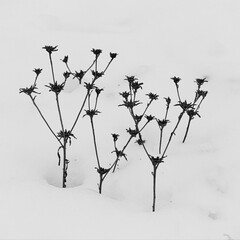 resistiendo al invierno