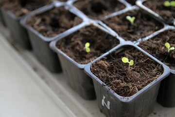 small seedlings growing in plastic pot in greenhouse stock photo