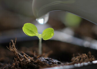 small seedlings growing in plastic pot in greenhouse stock photo