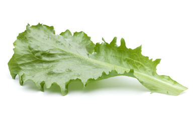 Close up studio shot of fresh green endive salad leaf isolated on white background.