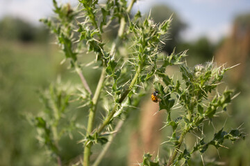 Obraz premium Field grass blossom with thorns and ladybug close-up, artistic selective focus