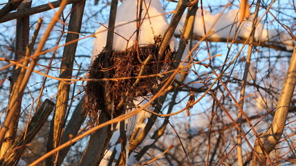 Bird's nest covered with snow in winter, Germany
