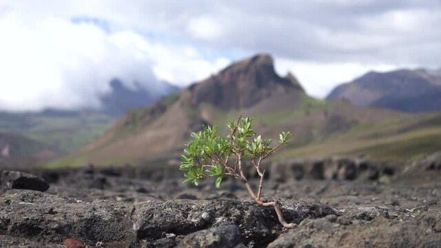 Strong tiny tree on the Volcanic landscape. Iceland, Laugavegur hiking track, concept of desire, willpower and strength