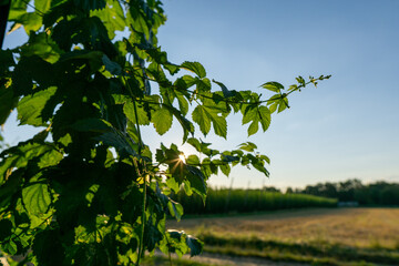 Green hops field. Fully grown hop bines. Hops field in Bavaria Germany. Hops are main ingredients in Beer production.