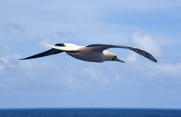 Seabird Masked, Blue-faced Booby (Sula dactylatra) flying over the ocean.