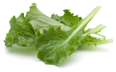 Close up studio shot of fresh green endive salad leaf isolated on white background.