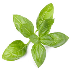 sweet basil herb leaves isolated on white background. Genovese basil leaf.
