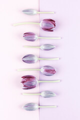 Frame border made of tulips on two tone pink and purple background. Minimal design greeting card. Valentine's or Women's day concept. Flat lay. Copy space.