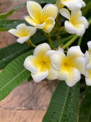 Fleurs tropicales ouvertes colorées