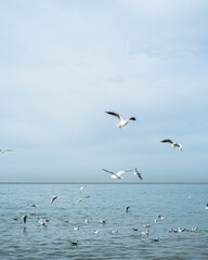 Vertical photo. Seagulls fly over the sea